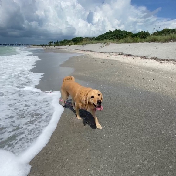 Meet your Posher, Adrienne “Surf Sugar” and her best friend Amelia. - Picture 8 of 9